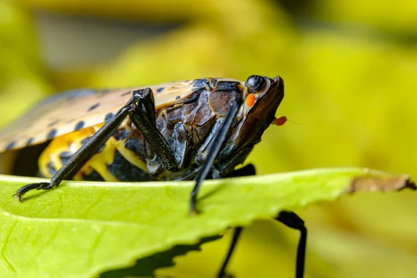 Gatunki Inwazyjne Duże Straszne Spotted Lanternfly Lycorma Delicatula Zwiedzanie Środowiska — Zdjęcie stockowe