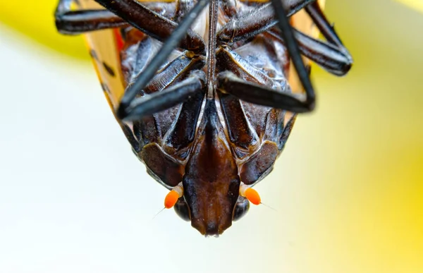 Инвазивные Виды Большие Страшные Пятнистые Фонарики Lycorma Delicatula Исследуя Окружающую — стоковое фото