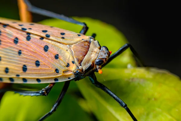 Stilacı Türler Büyük Korkunç Benekli Lanternfly Lycorma Delicatula Çevreyi Keşfediyor — Stok fotoğraf