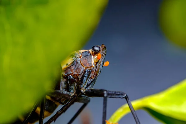 Invazív Fajok Nagy Ijesztő Foltos Lanternfly Lycorma Delicatula Felfedező Környezet — Stock Fotó