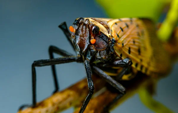 Invazív Fajok Nagy Ijesztő Foltos Lanternfly Lycorma Delicatula Felfedező Környezet — Stock Fotó