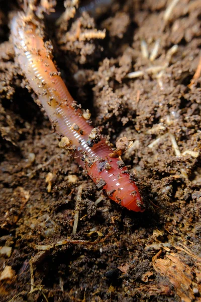 Close Macro Roze Regenworm Kruipend Door Vuil Grind Puin Bosbodem — Stockfoto