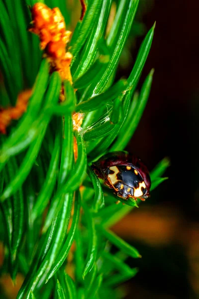 Close Macro Adult Black Lady Bug Climbing Pine Tree — Stock Photo, Image