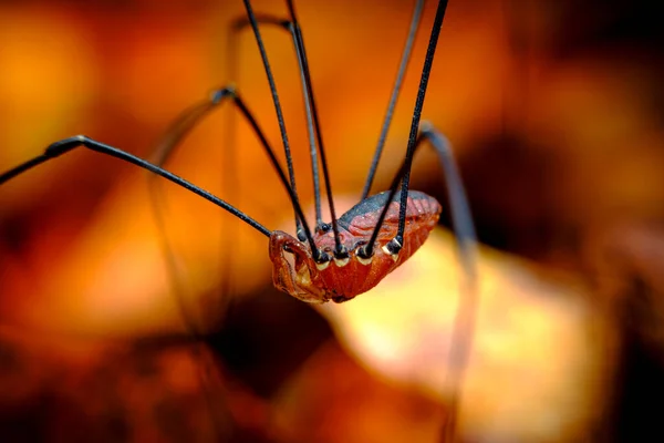 オレンジ色の秋の葉の上に赤いパパの長い脚や収穫人クモ ロイヤリティフリーのストック写真