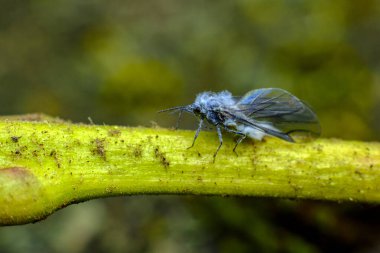 Close up macro adult blue woolly aphid woolly aphid, Eriosomatinae