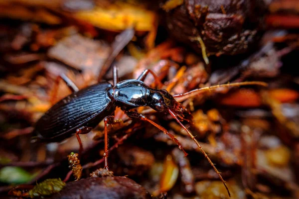 Macro Closeup Woodland Ground Beetle Natural Habitat — Zdjęcie stockowe