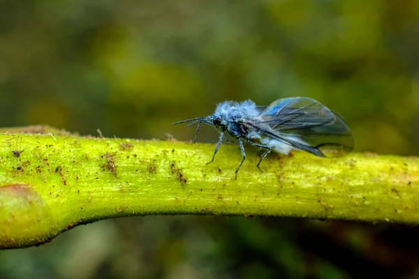 Close Macro Adult Blue Woolly Aphid Woolly Aphid Eriosomatinae — Fotografia de Stock
