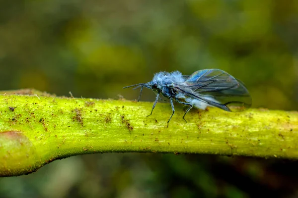 閉じるアップマクロ大人ブルーウールアブラムシウーリーアブラムシ Eriosomatinae — ストック写真