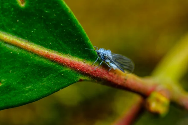 Close Macro Adult Blue Woolly Aphid Woolly Aphid Eriosomatinae — Foto Stock