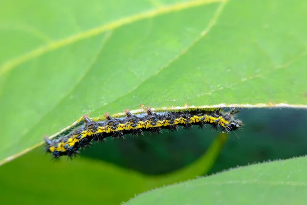 Closeup Macro Smartweed Caterpillar Natural Habitat — Fotografia de Stock