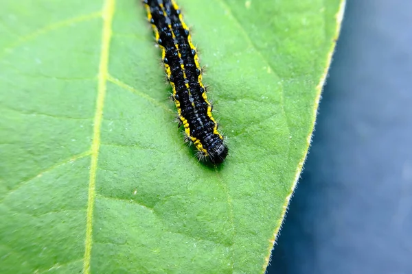 Closeup Macro Smartweed Caterpillar Natural Habitat — Stock Fotó