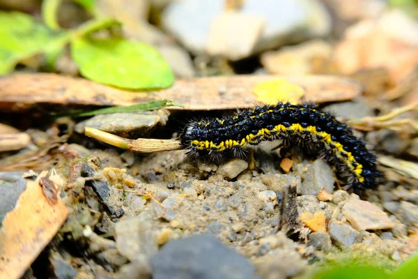 Closeup Macro Smartweed Caterpillar Natural Habitat — Stock Fotó