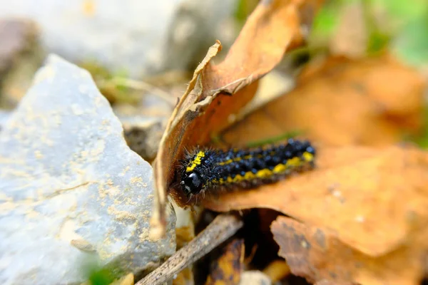 Closeup Macro Smartweed Caterpillar Natural Habitat — Stock Fotó