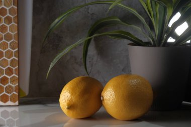 Still life of lemons on marble kitchen counter with potted plant