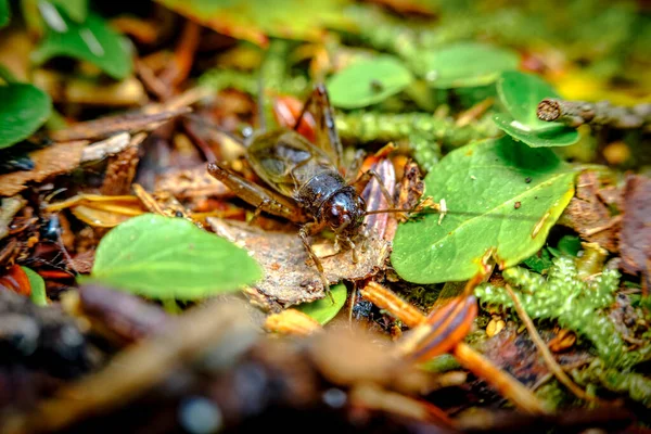 Macro Closeup Cricket Natural Woodland Habitat — 图库照片