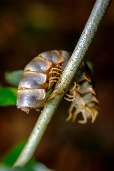 Macro Primer Plano Del Exoesqueleto Milpiés Anaranjado Negro Desechado —  Fotos de Stock