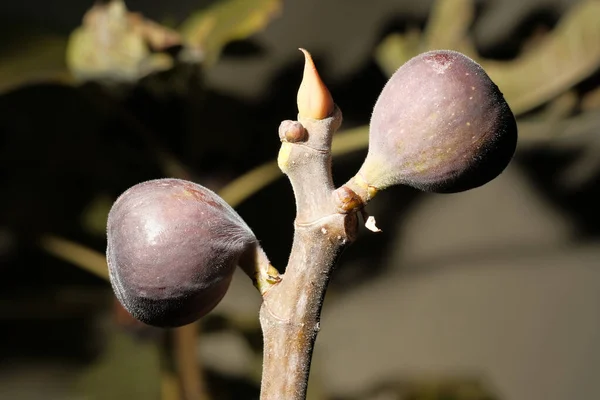 Macro Closeup Natural Fig Plant Fruits Garden — Stockfoto