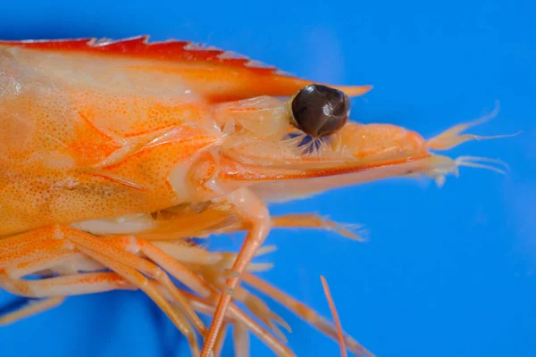 Macro Closeup Whole Steamed Shrimp Blue Background — Zdjęcie stockowe