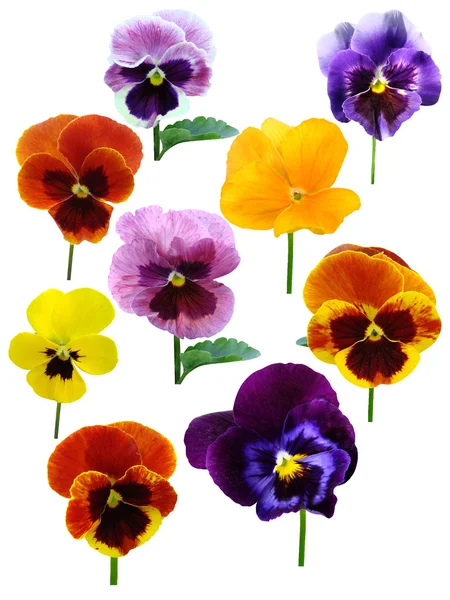 Pansies madera violetas flores ramo aislado vacaciones —  Fotos de Stock