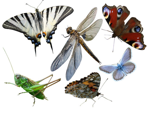 Butterflies, dragonfly, a grasshopper, other insects isolated a white background