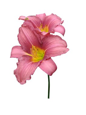 Nilüfer çiçekleri izole