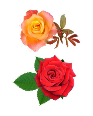 kwiaty róże to na białym tle wakacje