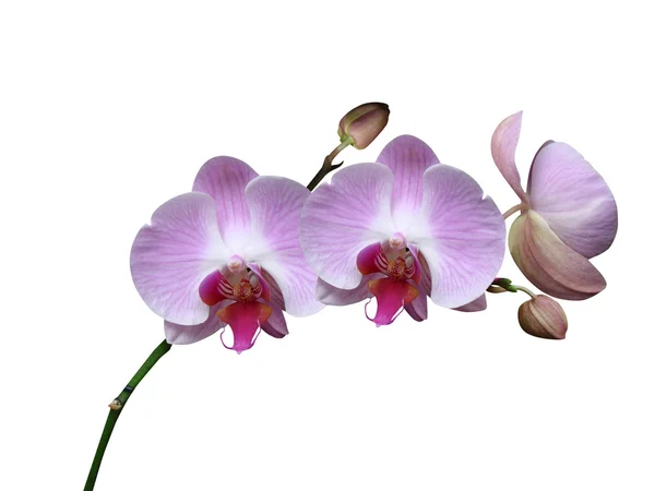 Fiori dei Orchids è isolato — Foto Stock