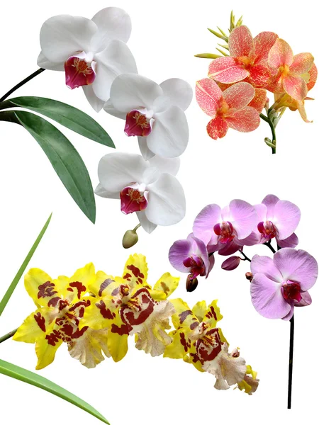 Fiori dei Orchids è isolato — Foto Stock