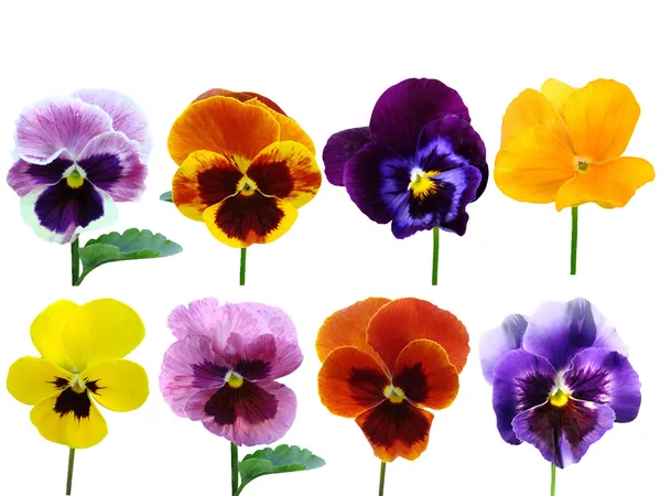 Pansies Violetas flores é isolado em um fundo branco — Fotografia de Stock