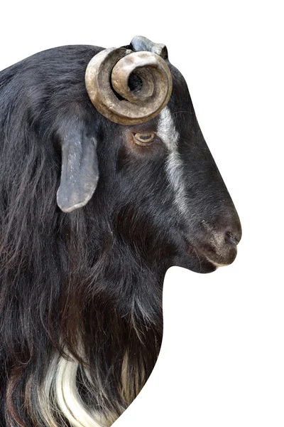 Goat animal — Stock Photo, Image