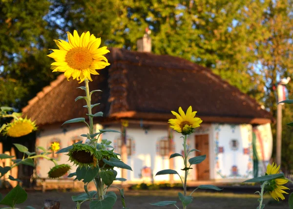 Будинок в українському стилі з соняшниками — стокове фото