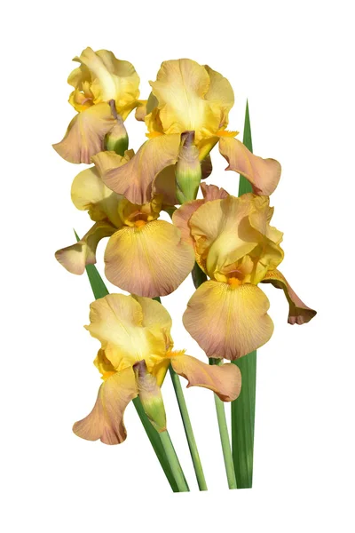 Irissen bloemen is geïsoleerd van een vakantie — Stockfoto