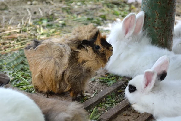 Cerdo de Indias de Liebre Cavy — Foto de Stock