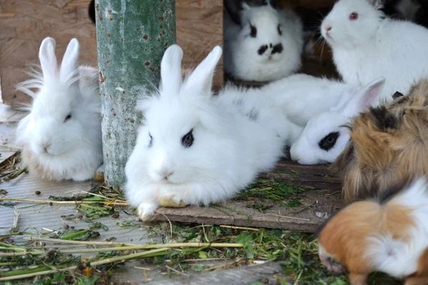 Conejos y Cerdo de Guinea —  Fotos de Stock