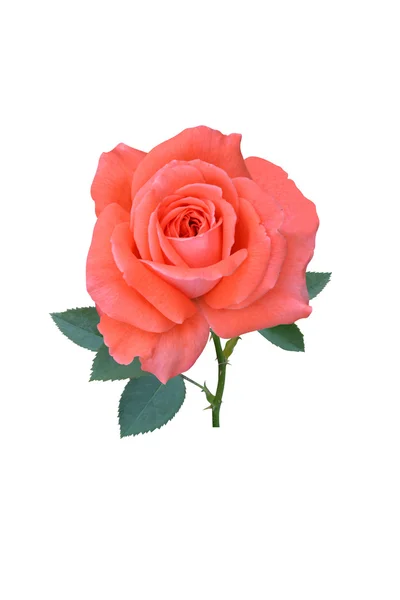 Rosen blühen, es ist ein Feiertag isoliert — Stockfoto