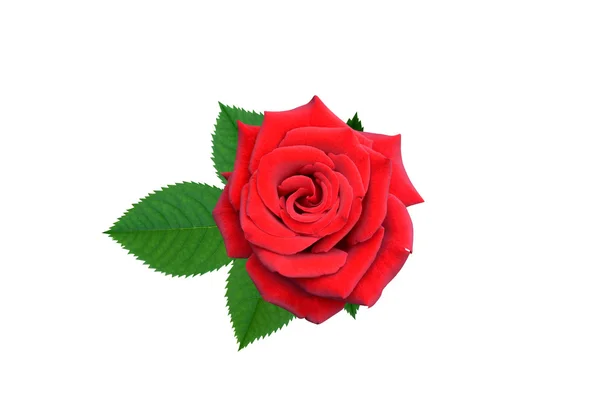 Květy růže je samostatný svátek — Stock fotografie