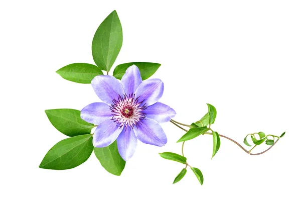 Clematis fiori è isolato una vacanza — Foto Stock