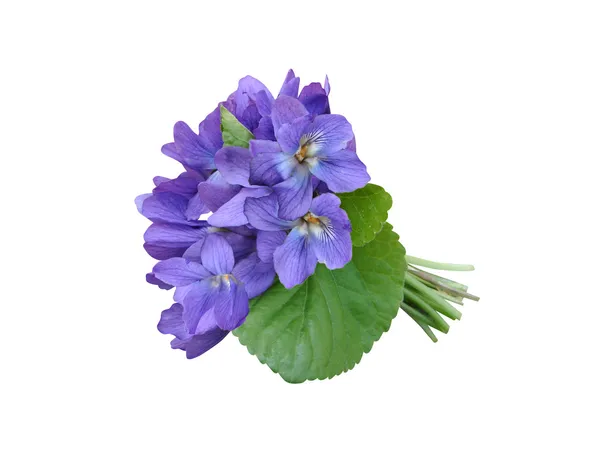 Violets flowers bouquet isolated — Stock Photo, Image