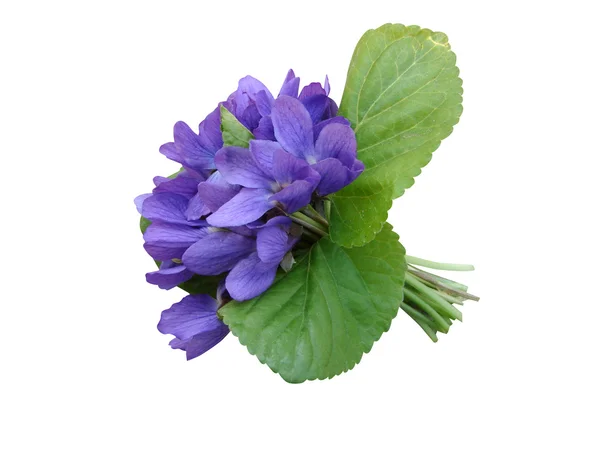 Violets flowers bouquet isolated — Stock Photo, Image