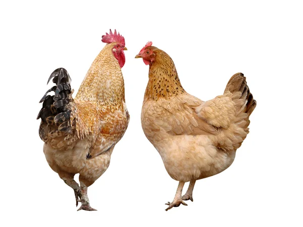 Cock and hen it is isolated birds — Stock Photo, Image