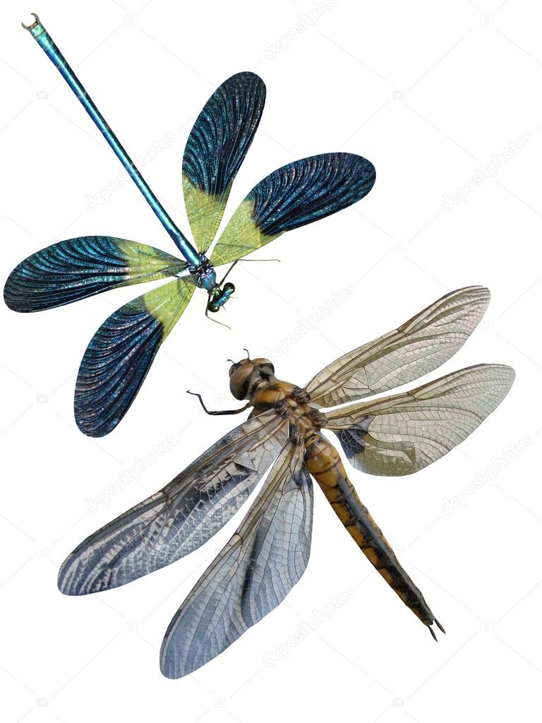 Dragonfly insects it is isolated on a white background