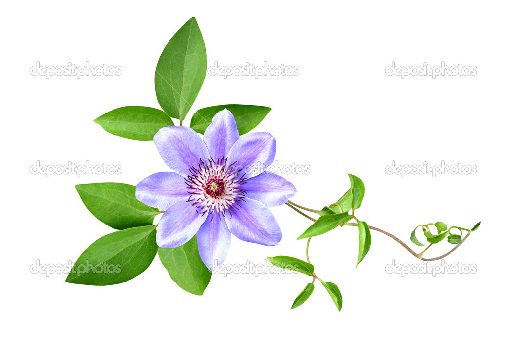 Clematis flowers is isolated a holiday