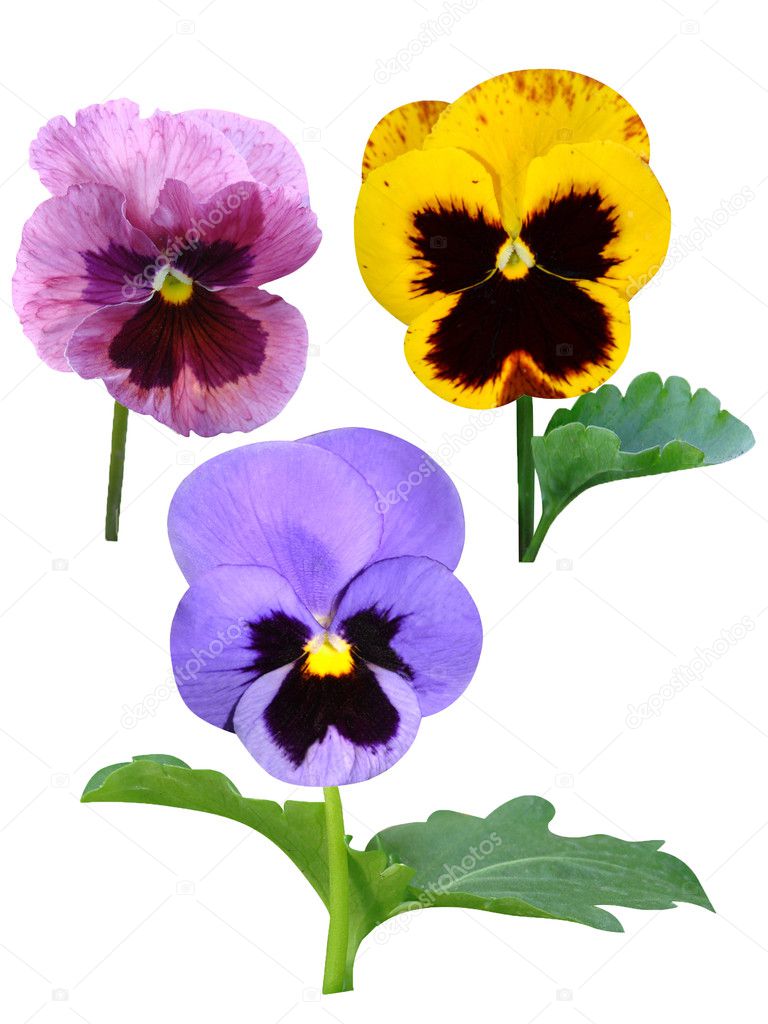 Pansies wood violets flowers bouquet isolated holiday