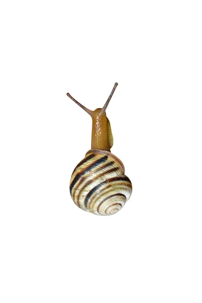 Shell van een slak — Stockfoto