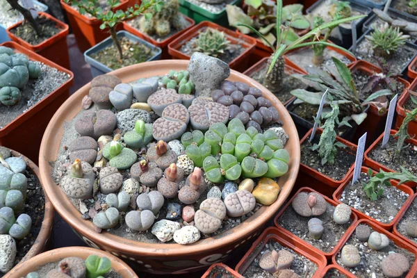 サボテンの花植物園棘自然 — ストック写真