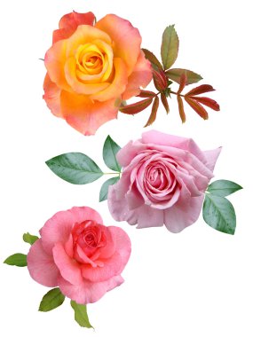 kwiaty róże to na białym tle wakacje