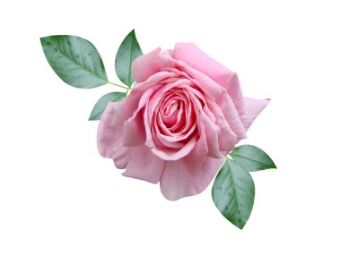 pembe Gül çiçek bu tatil izole