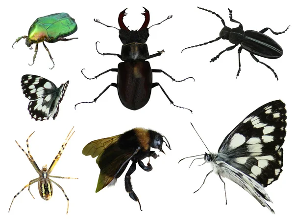 Schmetterlinge Käfer Heuschrecke Libelle — Stockfoto