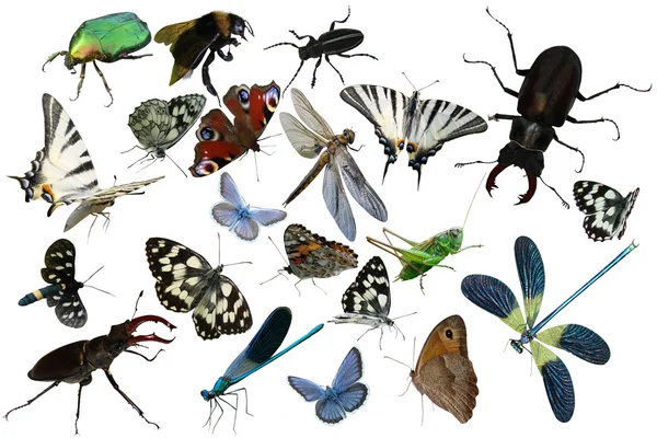 Бабочки-кузнечики-стрекозы — стоковое фото