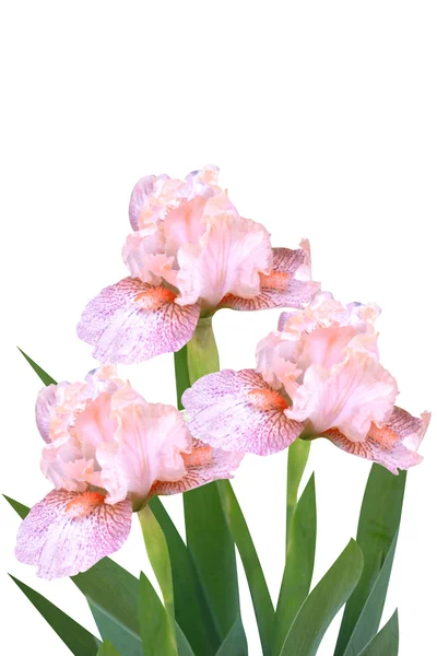Iris çiçeği — Stok fotoğraf